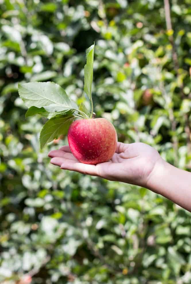 Apple picked from a tree