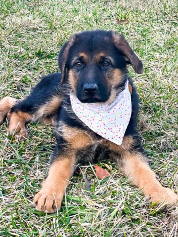 german shepherd puppy in grass wearing sprinkle bandana